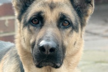 Nepochopitelný hyenismus! Zloděj vykradl psí útulek v obci Březno